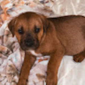 Meet your Posher, Bella